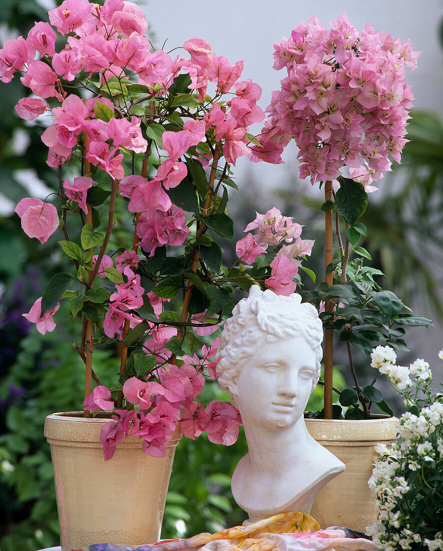 Bougainvillea --Hybrid