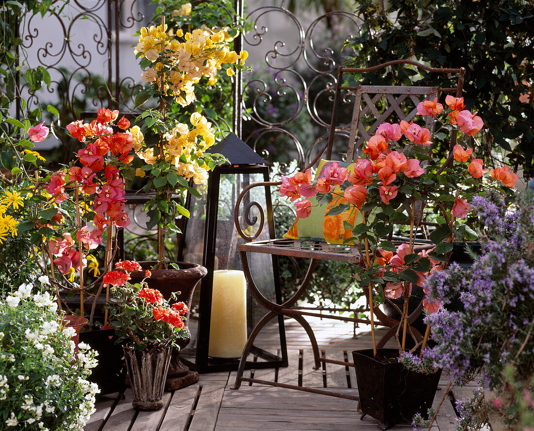 Bougainvillea 'Terracotta'