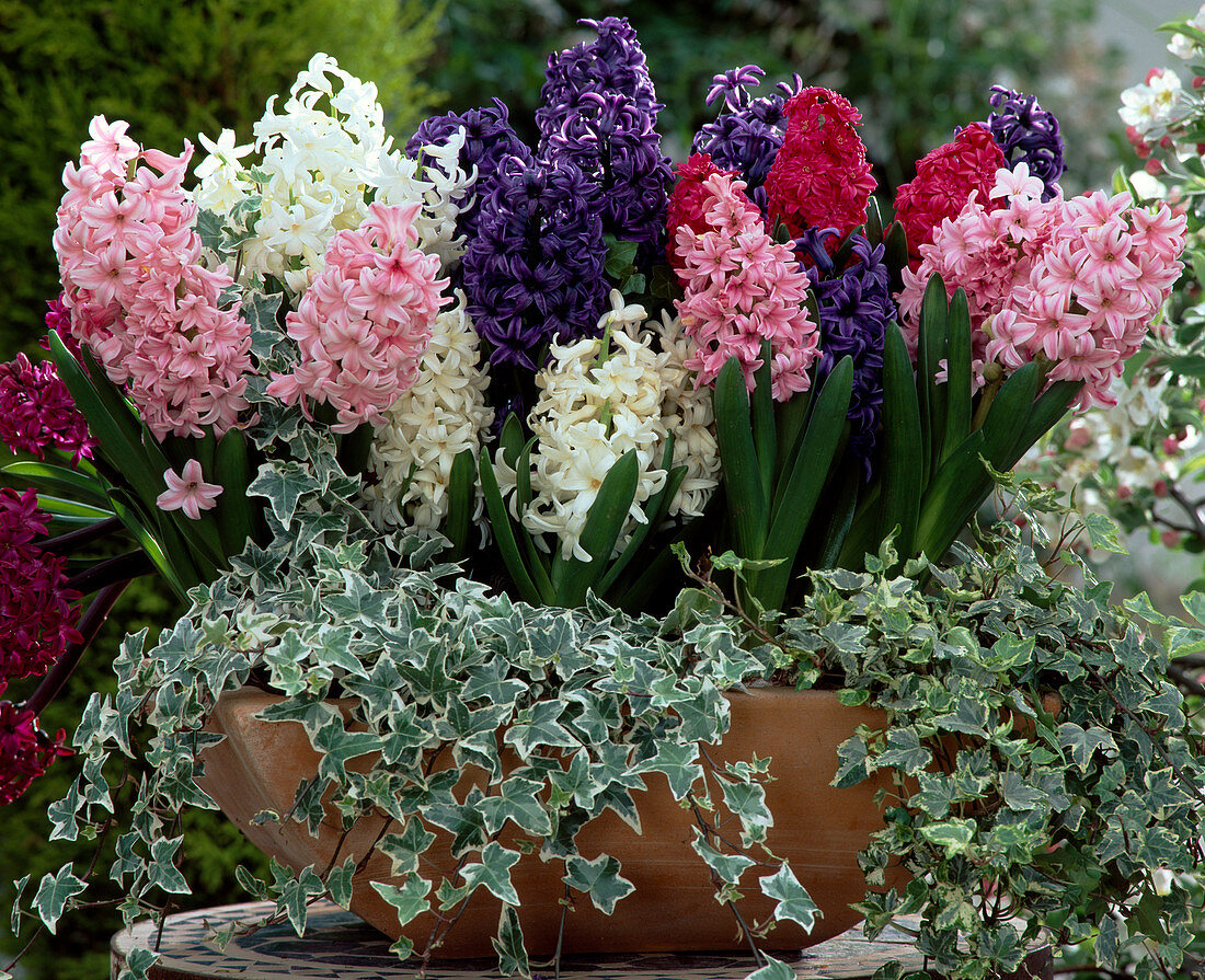 Hyacinthus orientalis