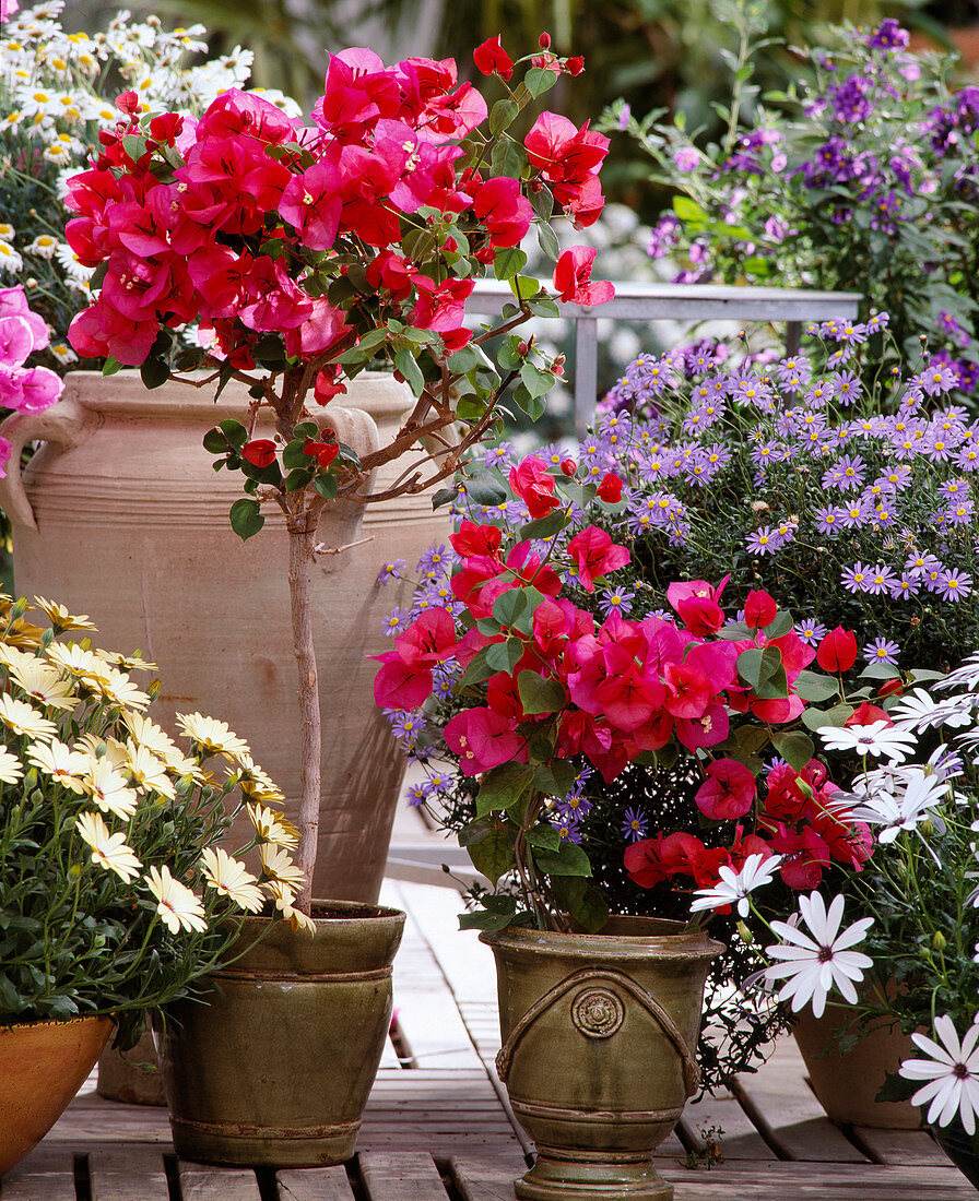 Bougainvillea spectabilis