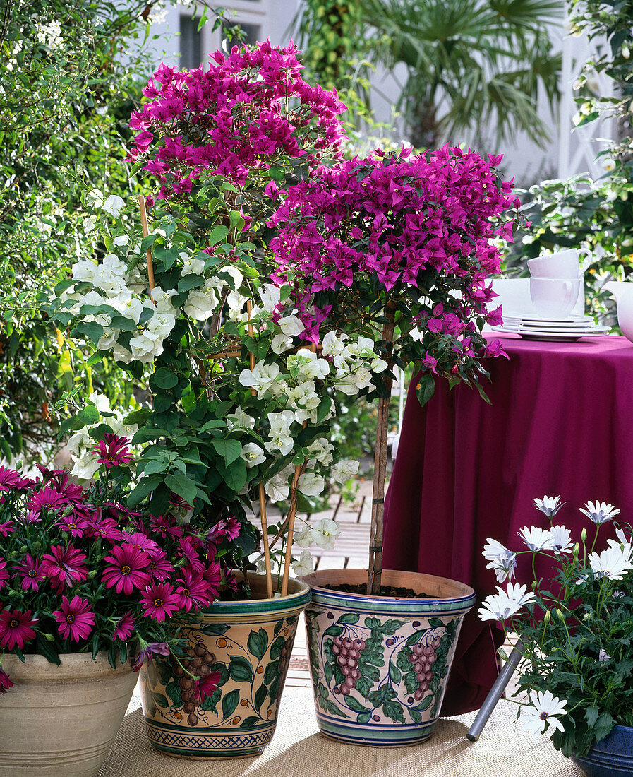 Bougainvillea 'Jamaica White', Bougainvillea glabra