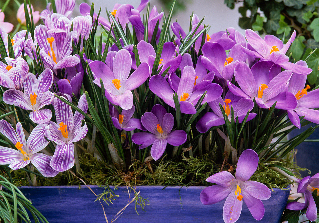 Crocus vernus