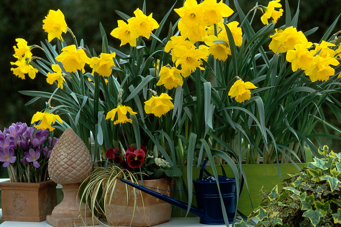 Narcissus 'Flower Record'