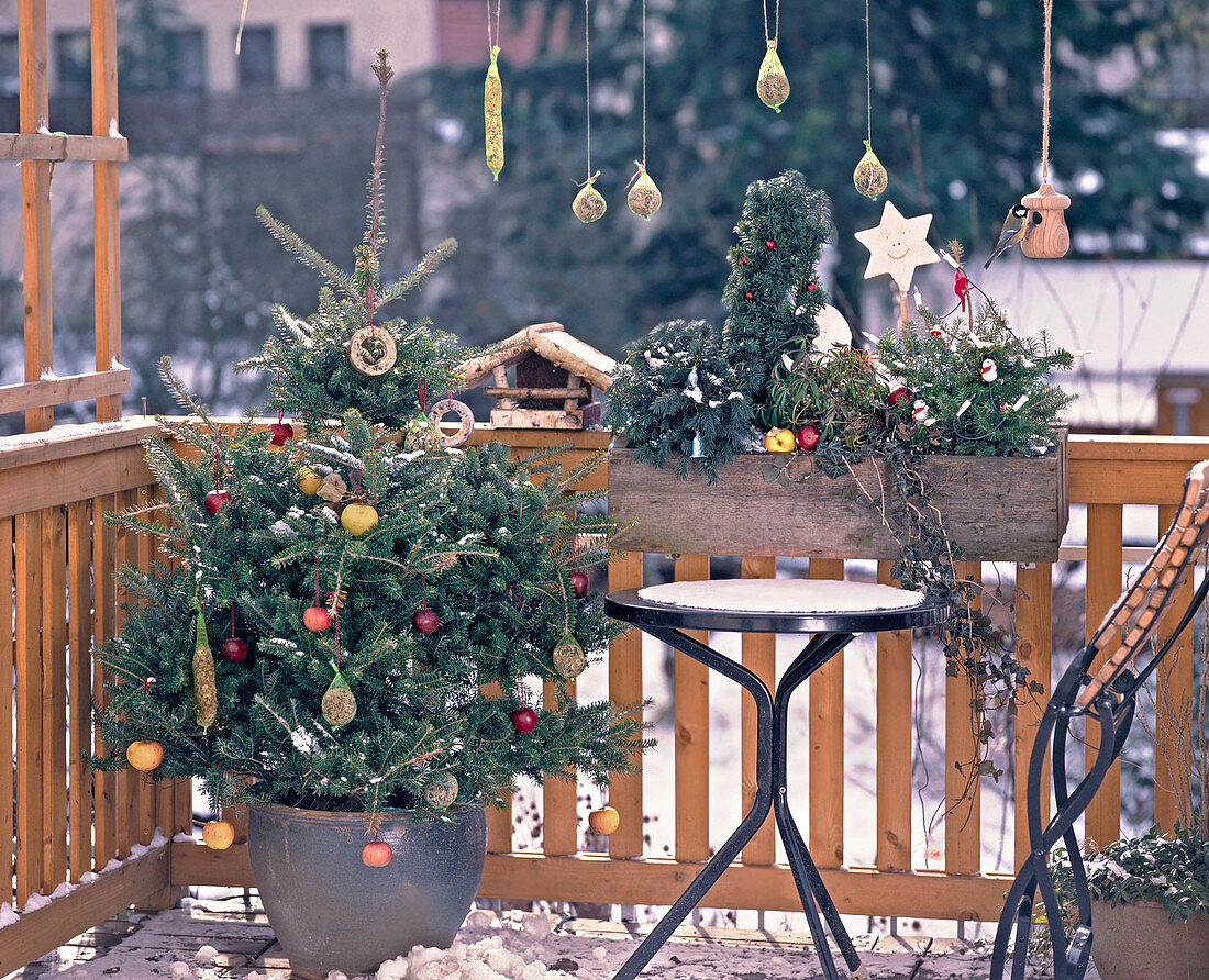 Abies koreana in hoarfrost with apples and titmouse rings as Christmas decoration