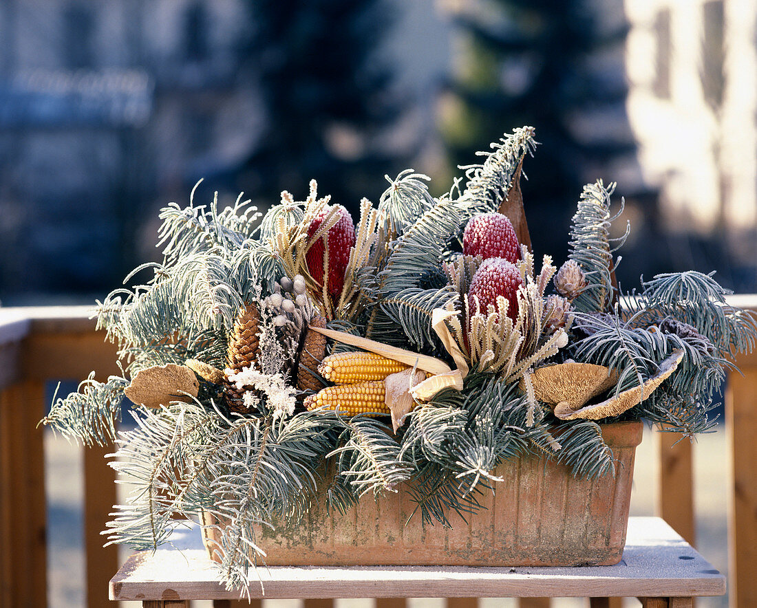 Fir branches and dried fruits