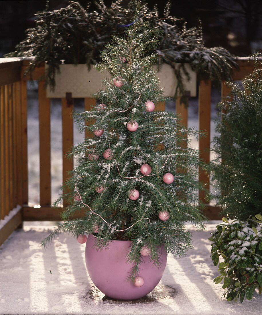 Cedrus deodara as a living Christmas tree