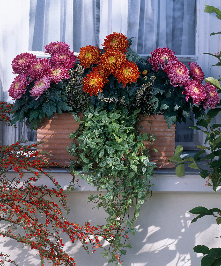 Dendranthema indicum (Autumn chrysanthemum), Lamiastrum 'Hermann's Pride', Erica