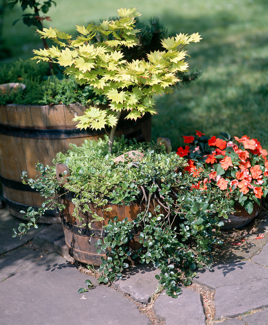Barrel planted with shrubs: Acer japonicum