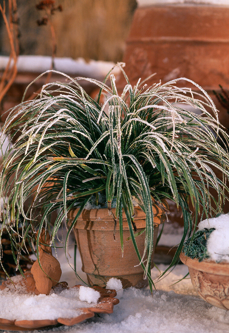 Carex hachijoensis ornamental grass in hoarfrost