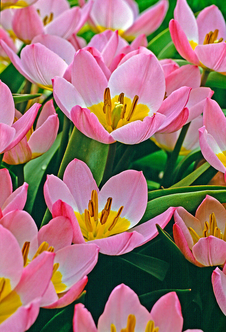 Tulipa pulchella