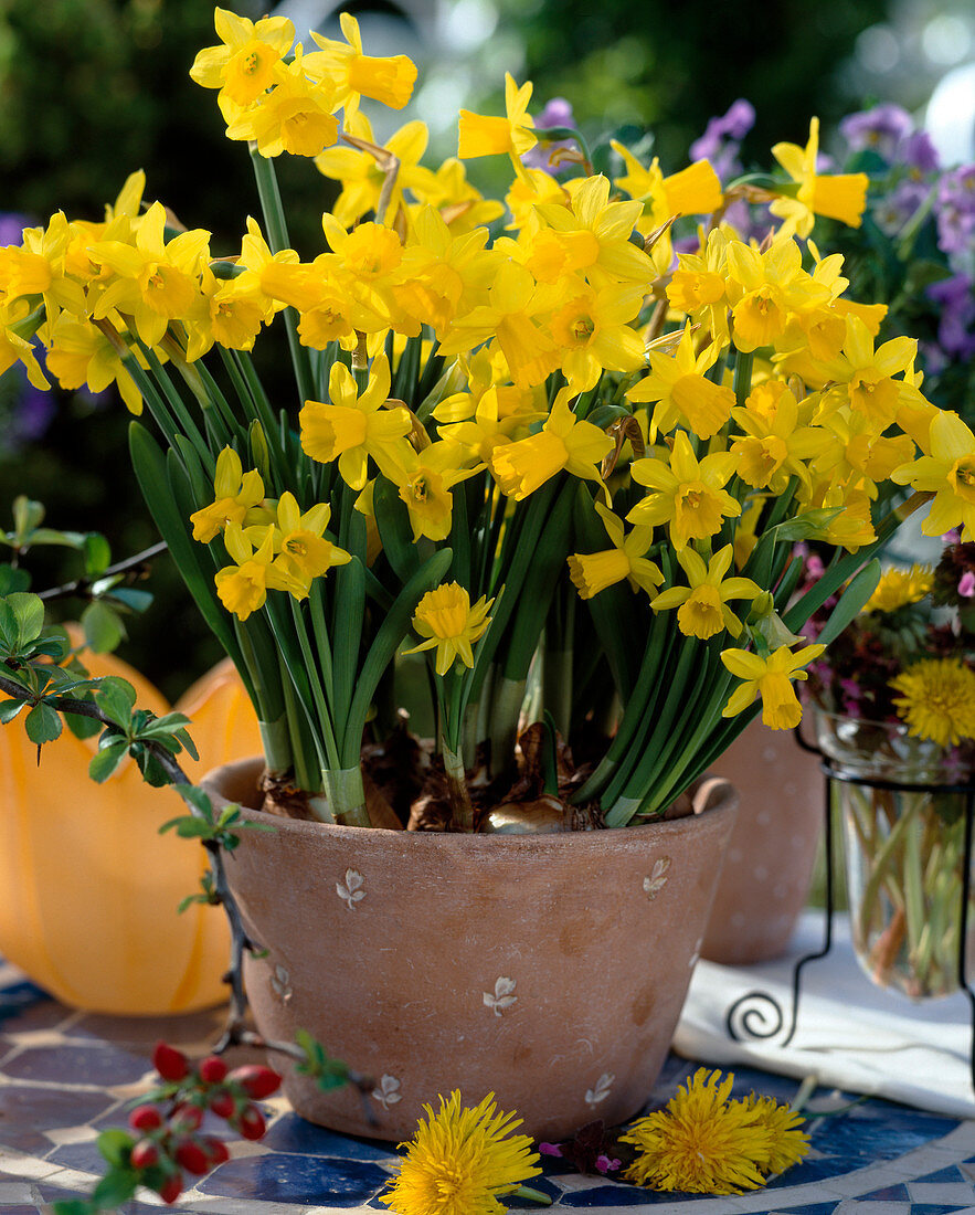 Narcissus 'Tete A Tete'