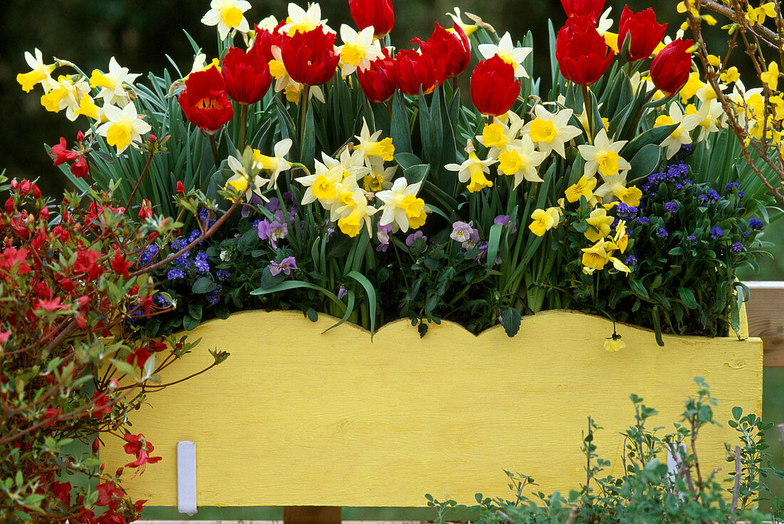 Narcissus 'Topolino', Tulipa, Viola cornuta, Myosotis