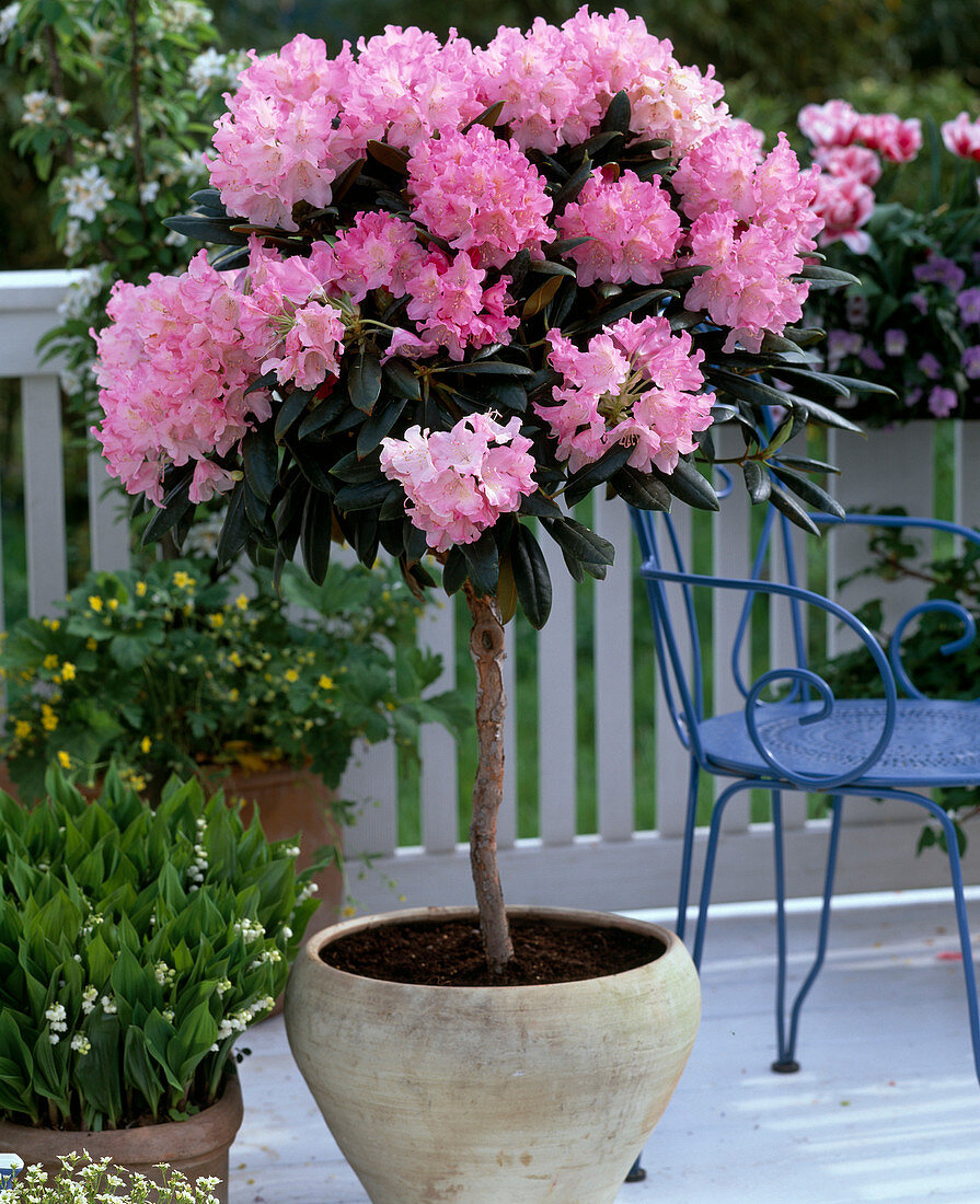 Rhododendron YAKUSHIMANUM