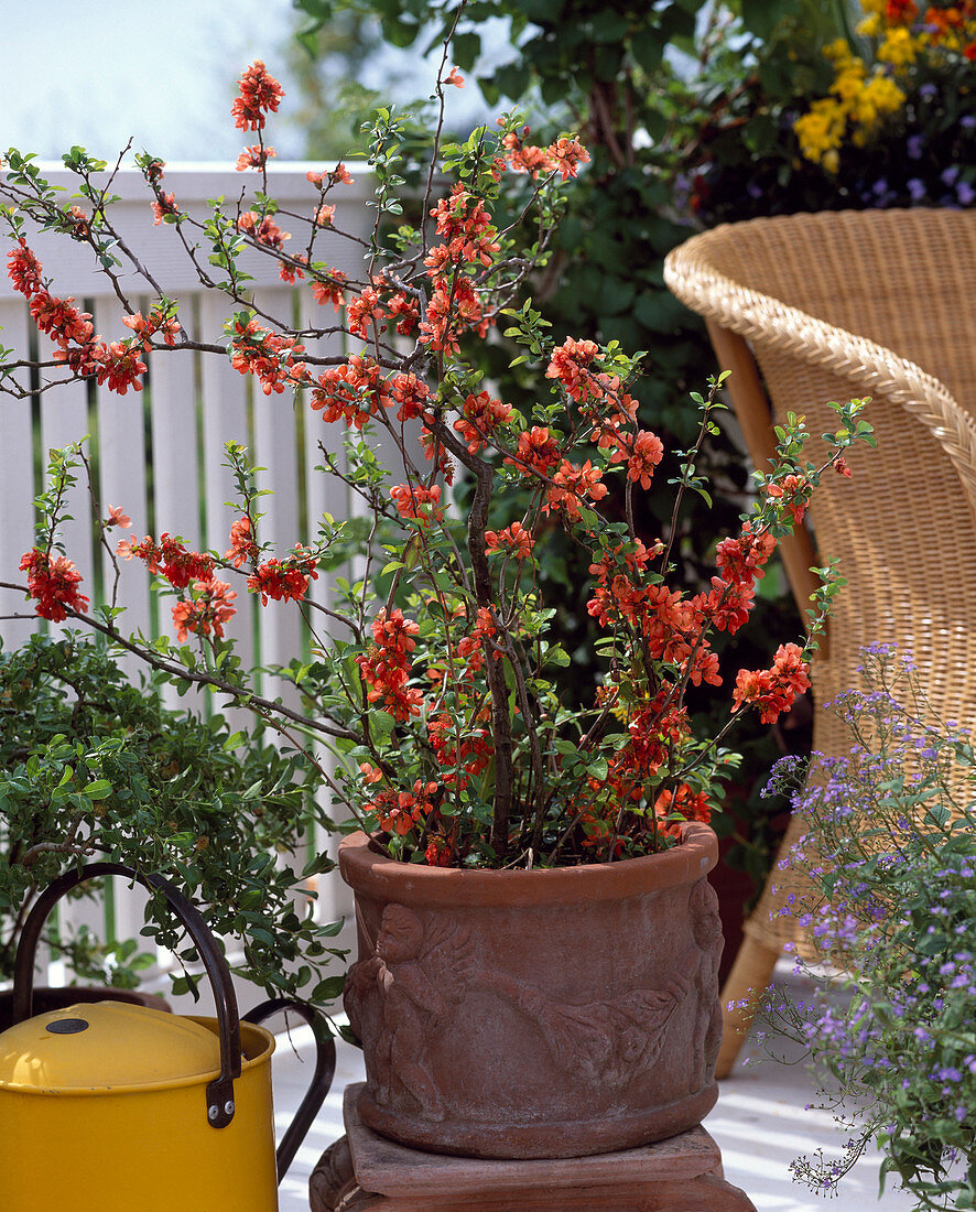 Chaenomeles hybrid (ornamental quince)