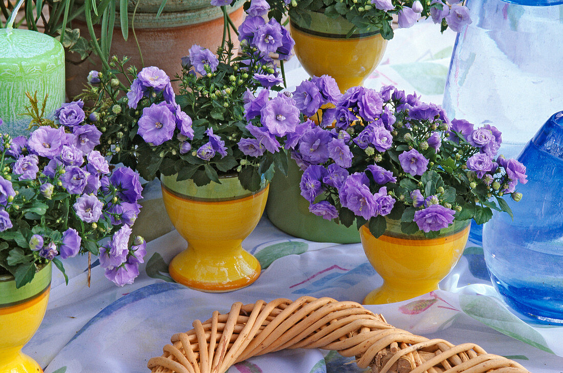 Campanula carpatica 'Blue Ball'