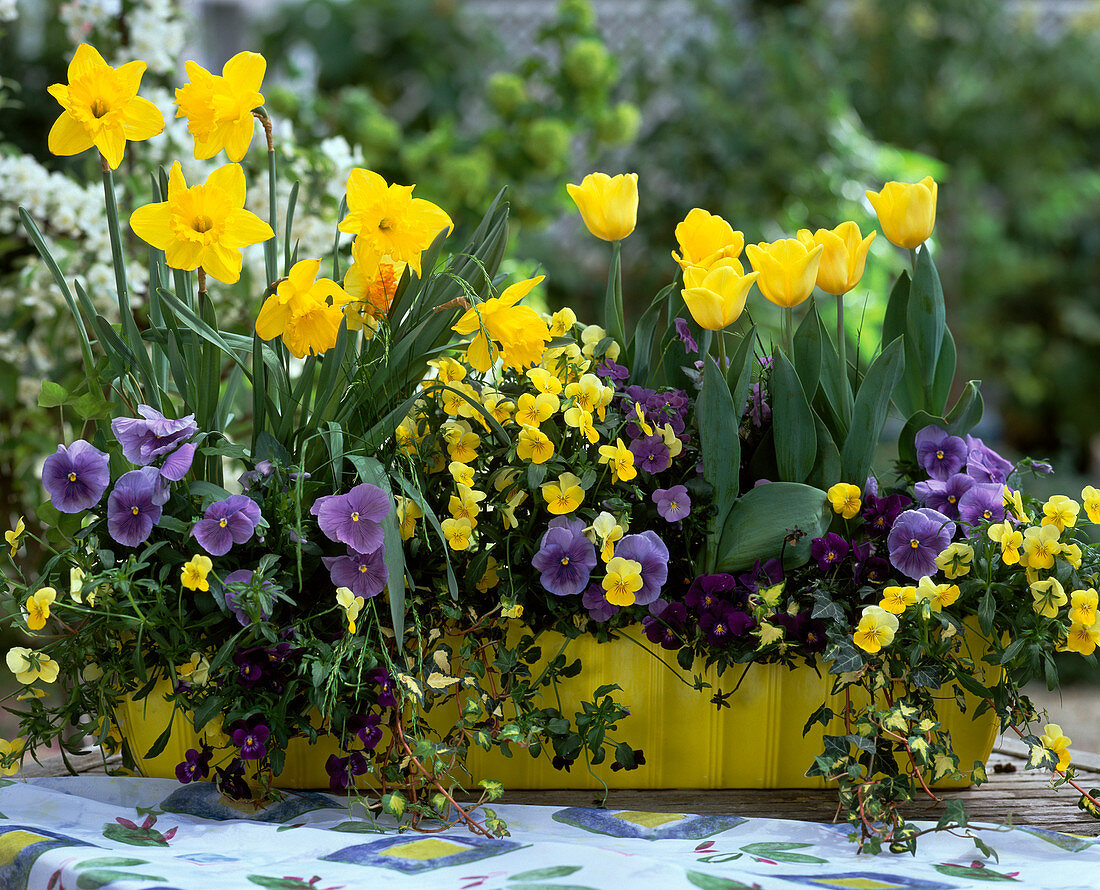 Narcissus 'Goldmedaille', Viola wittrockiana