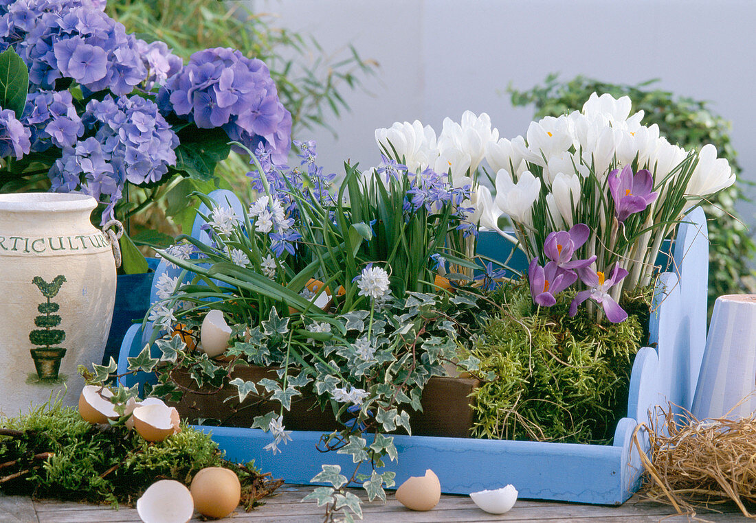 Crocus vernus (Krokus), Scilla (Blausternchen)