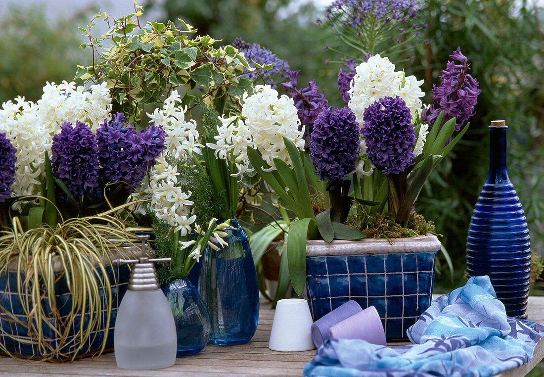 Hyacinthus orientalis 'White Pearl'