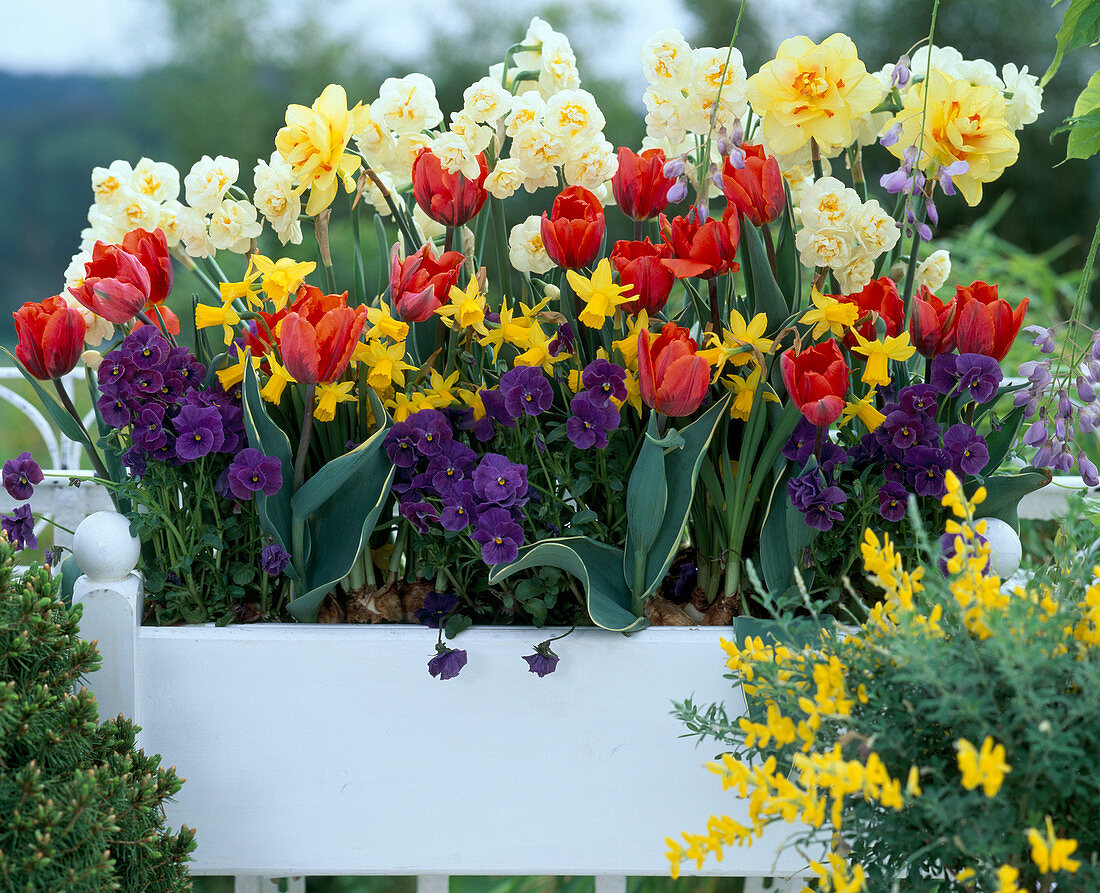 Narcissus 'Tete A Tete', 'Tahite' (gelb blühend)