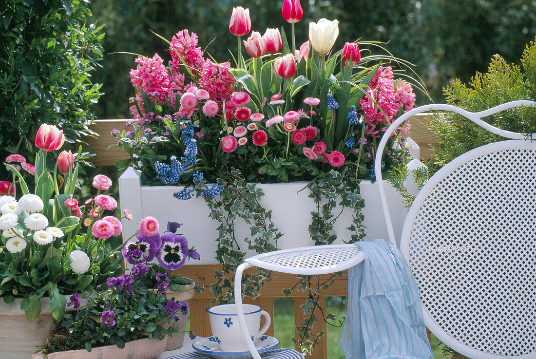 'Pink spring aromas; Bellis Pomponette, (Tulips)'