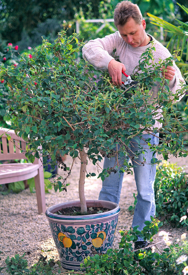 Lantana camara hybrid