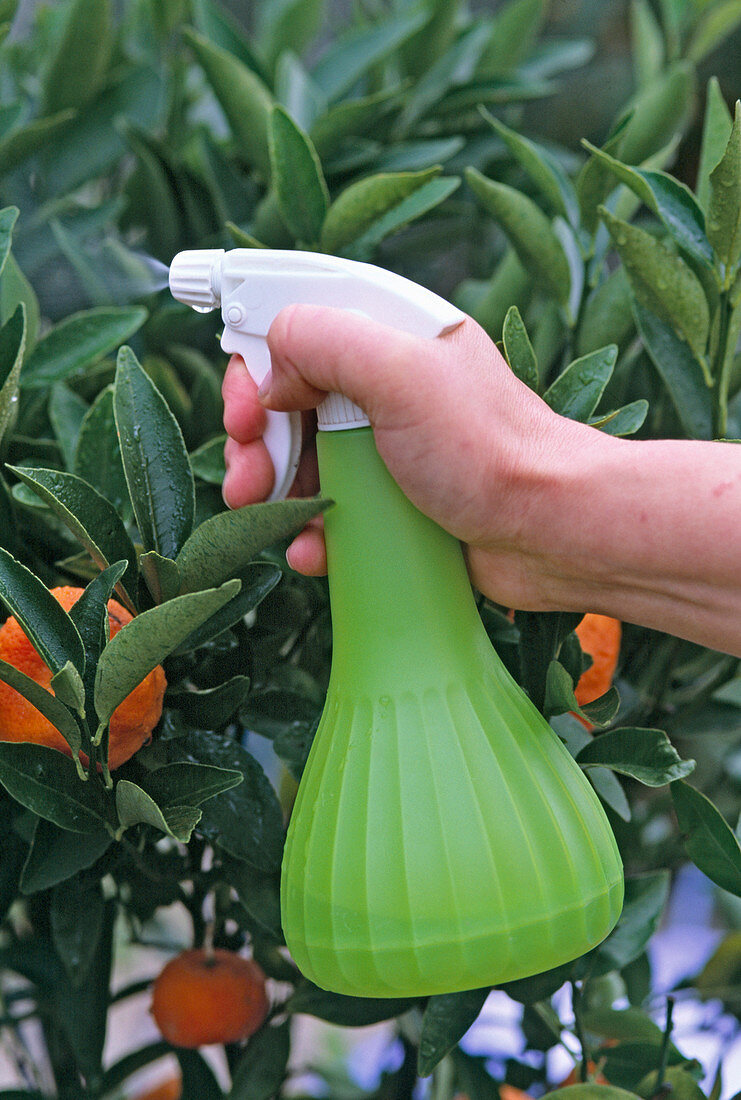 Citrusblätter mit EISENDÜNGER Sprühen