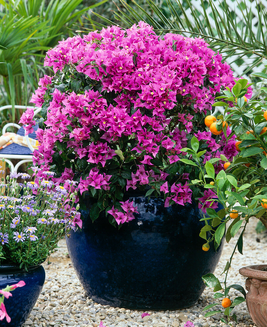 Bougainvillea glabra