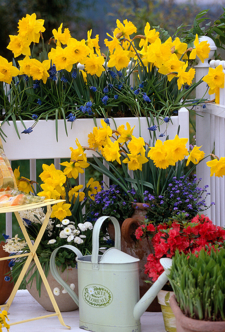 Narcissus Goldmedaille'