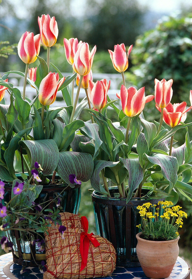 Tulip 'Plaisir'