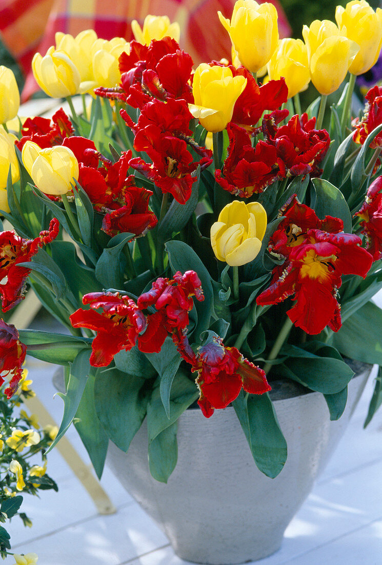 Tulipa 'Golden Horizon'