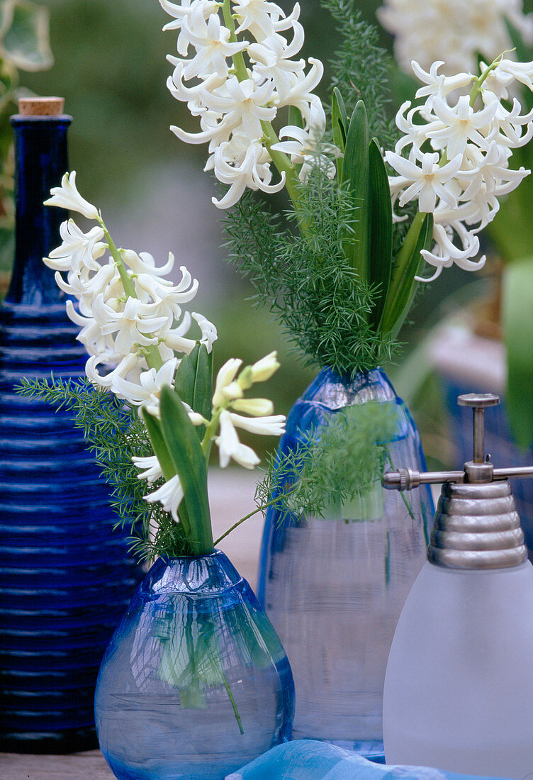 Hyacinthus multiflora weiß