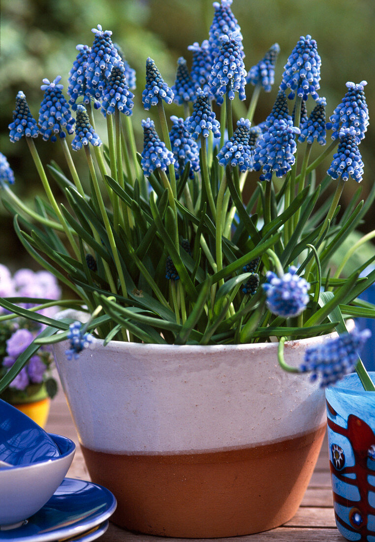 Muscari Tubergenianum