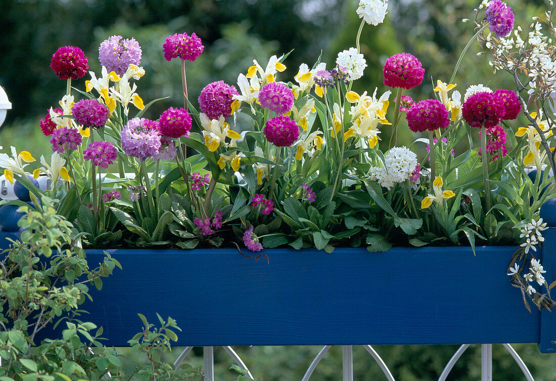 Primula denticulata (globe primrose)