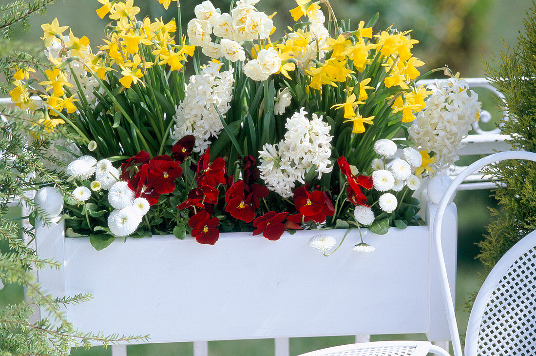 White wooden box on the balcony railing: Narcissus (daffodils), Hyacinthus