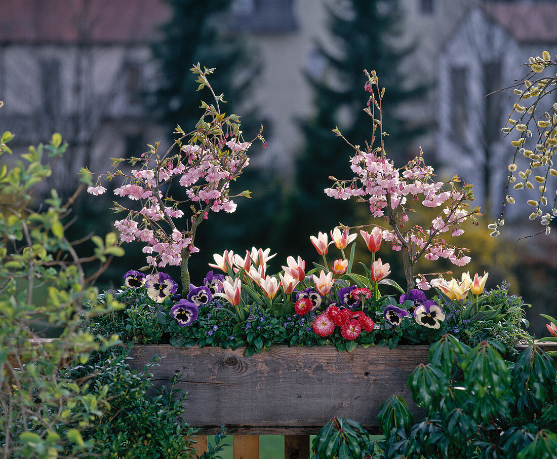 Prunus serrulata, Tulipa 'The First', Viola cornuta