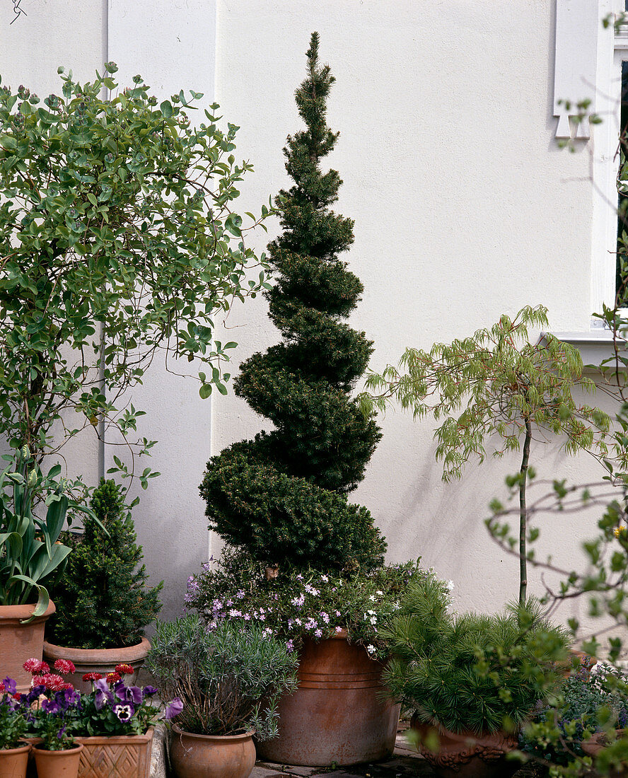 Lonicera X heckrottii, Viola cornuta, Picea glauca