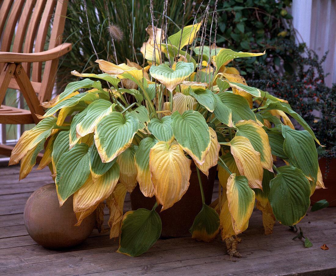 Hosta fortunei 'Aureomaculata' (Funkie)