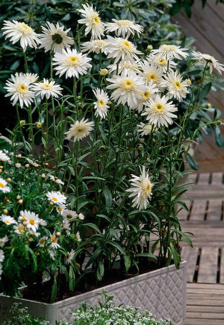 Chrysanthemum maximum