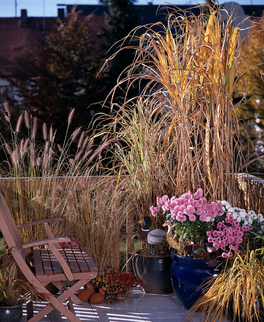 Gräserbalkon IM Herbst mit PENNISETUM, MISCANTHUS japonicus (Riesenchinaschilf)