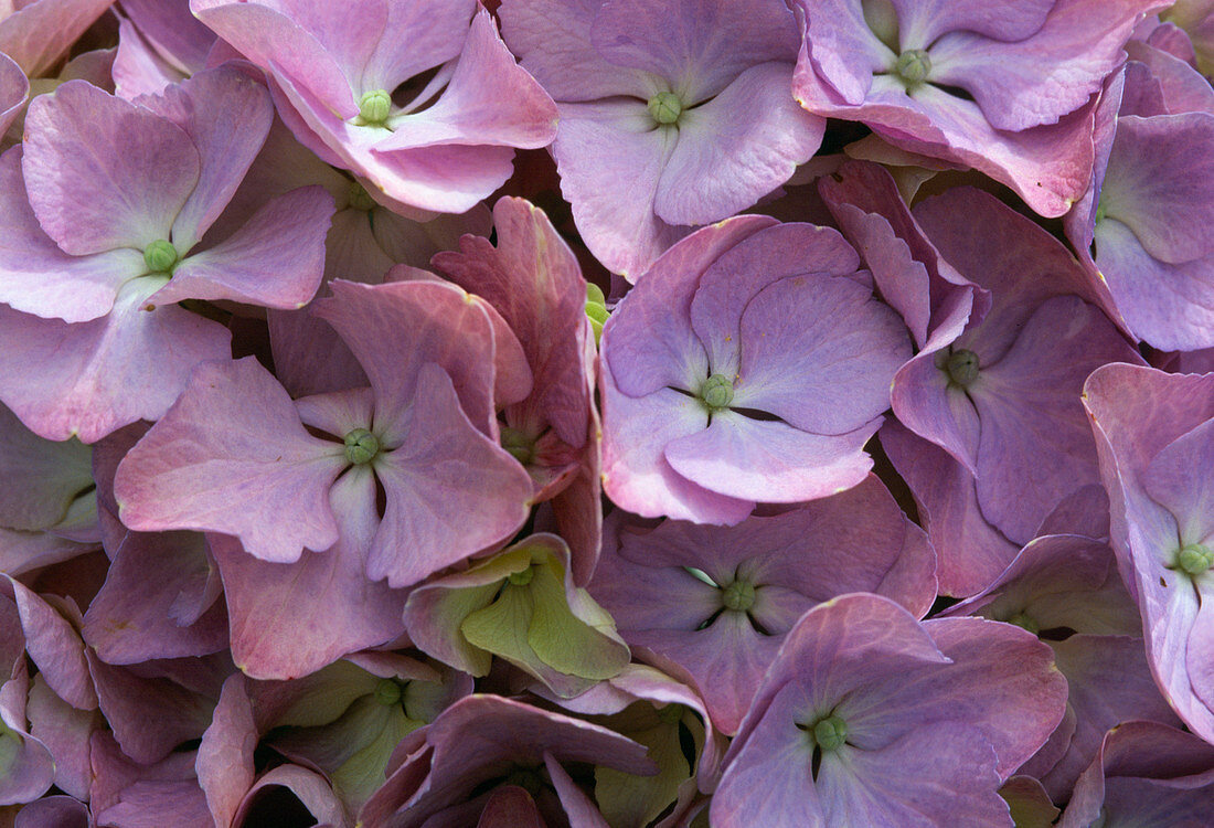 Hydrangea macrophylla