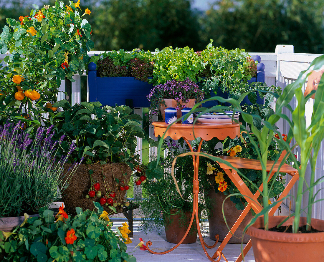 Tropaeolum Majus, Lavandula, Citrus