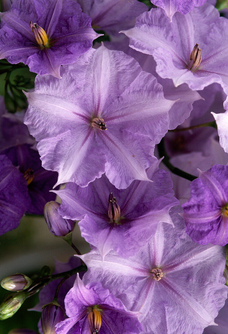 Solanum wendlandii