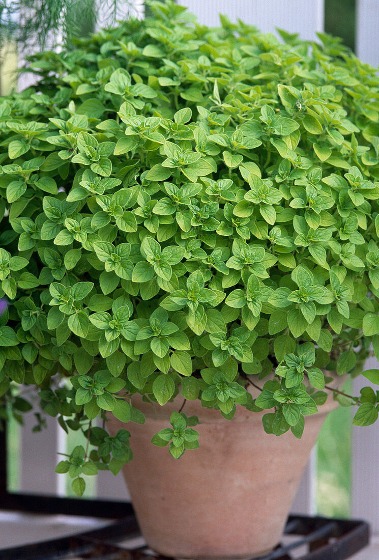 Origanum with yellow foliage