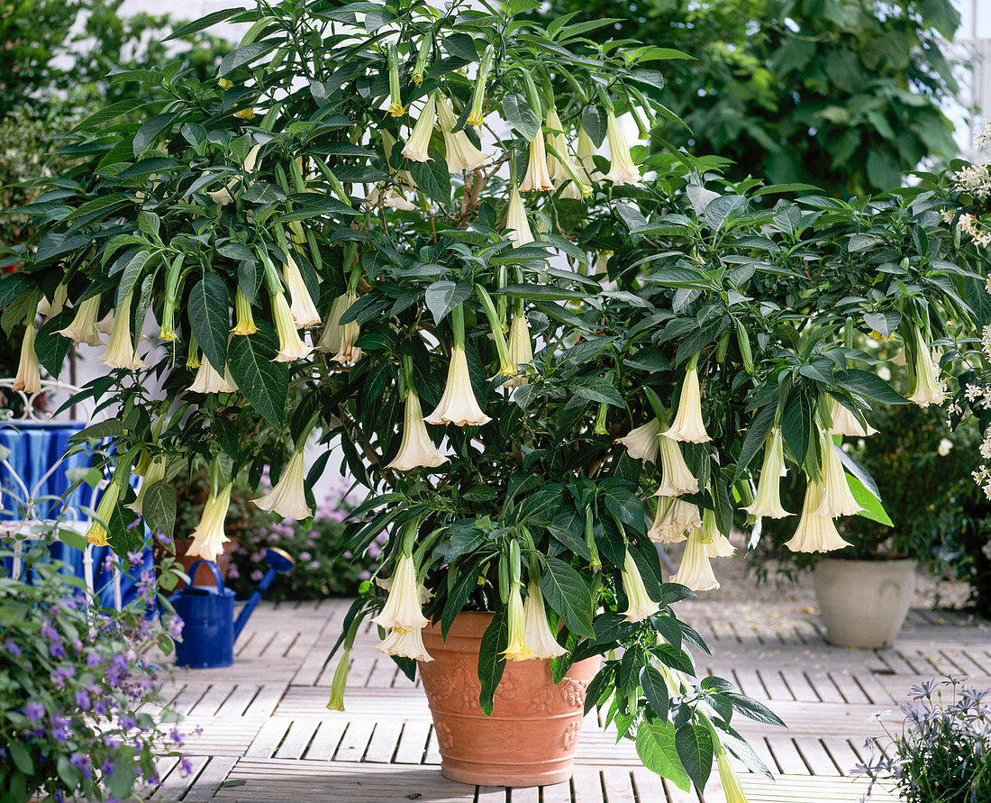 Stechapfel (Datura suaveolens)