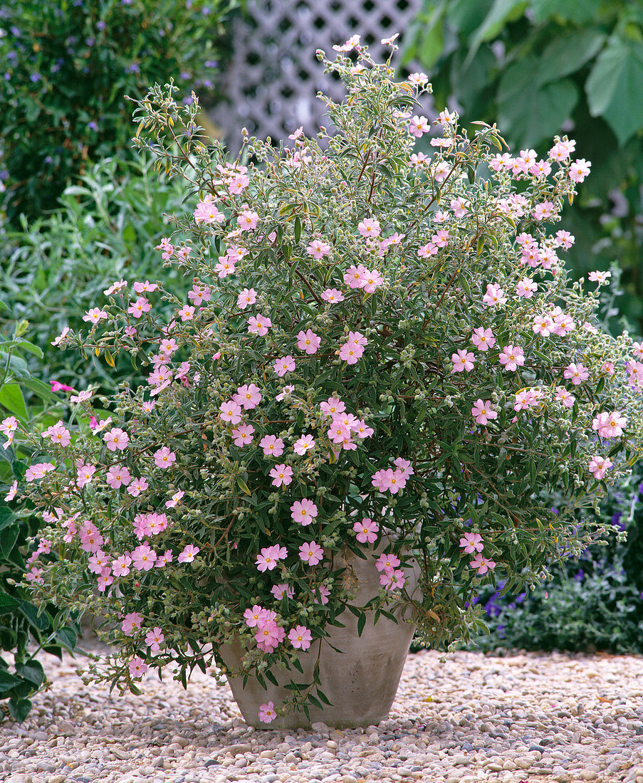 Cistus hybrids