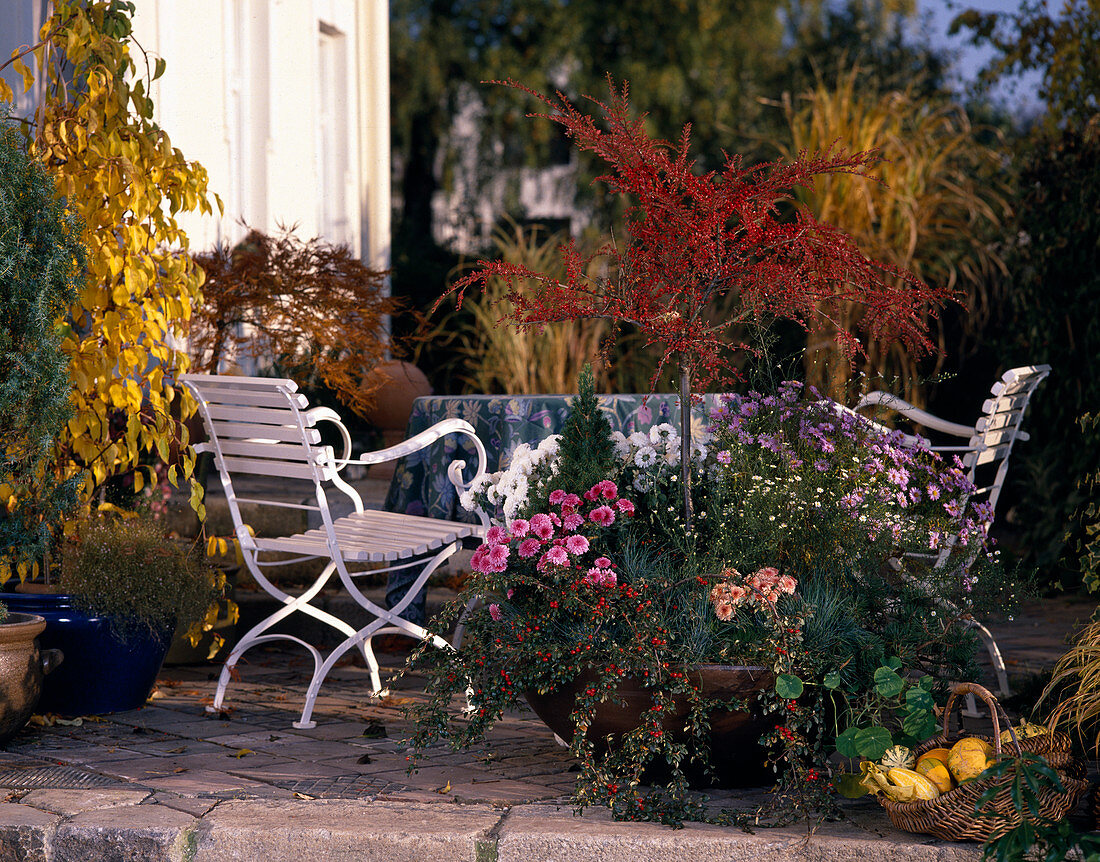 Terrace: tray with Cotoneaster horizontalis grafted as trunk, Cotoneaster in between