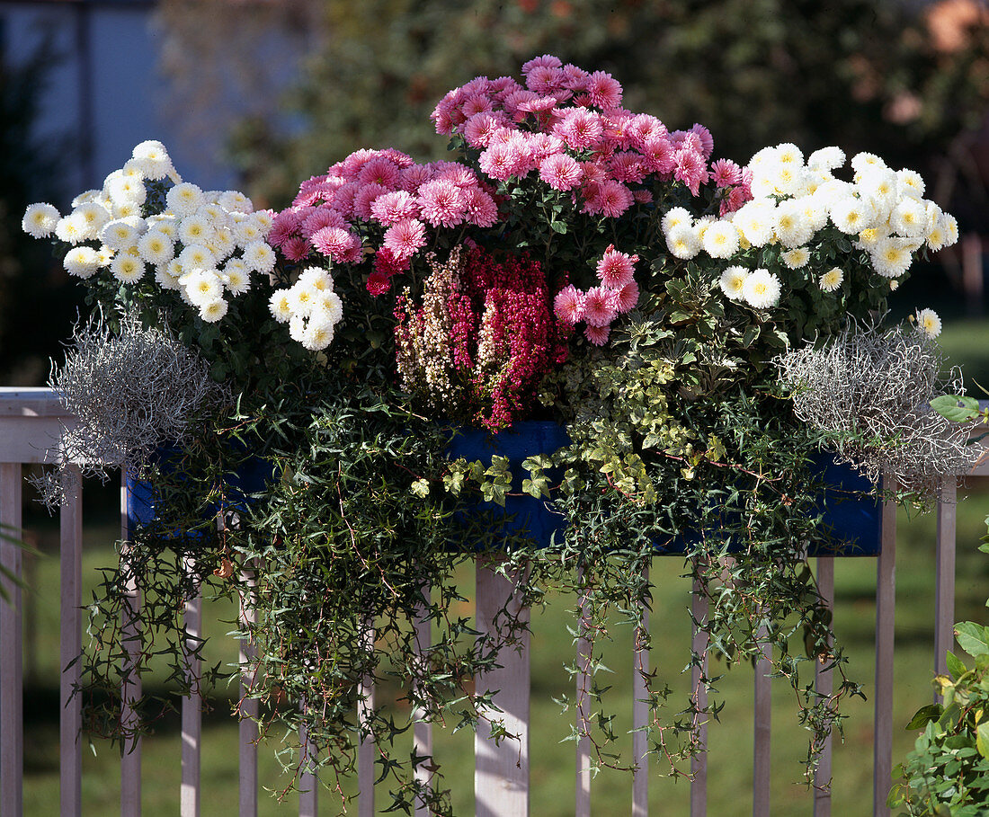 Balcony box with Chrysanthemum-Indicum- Hybr. 'White Bouquet', 'Madeleine', Erica