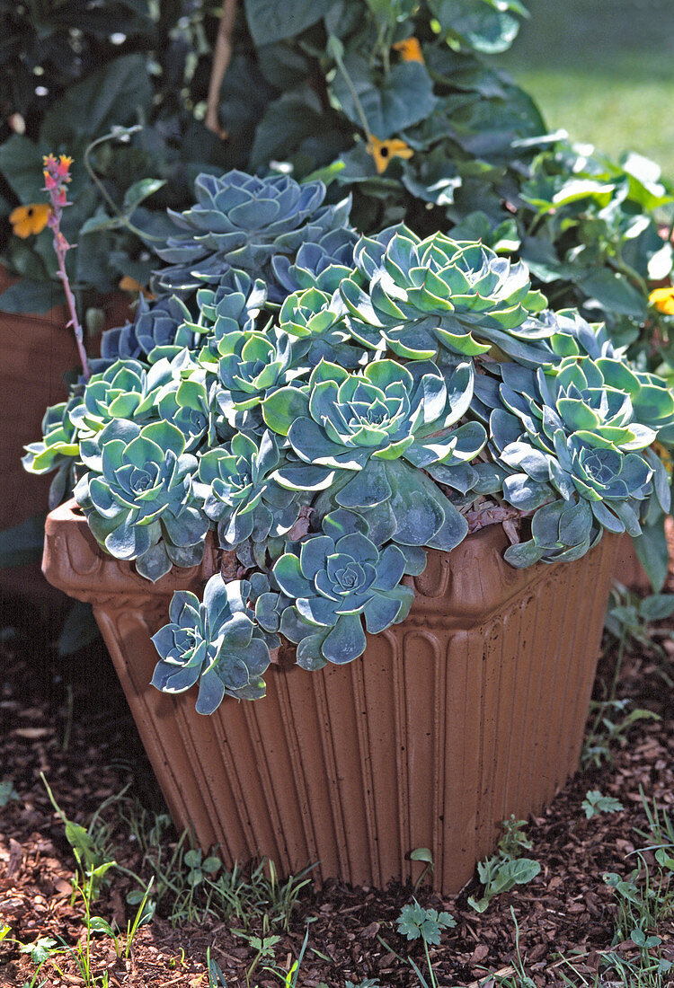 Echeveria in a tub