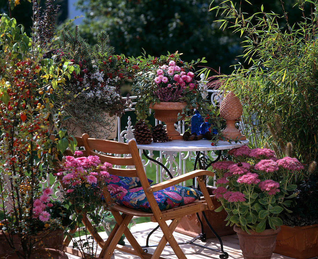 Cotoneaster, Chrysanthemum, Sedum Spectabile, Calluna, Sinarundinaria, Calluna