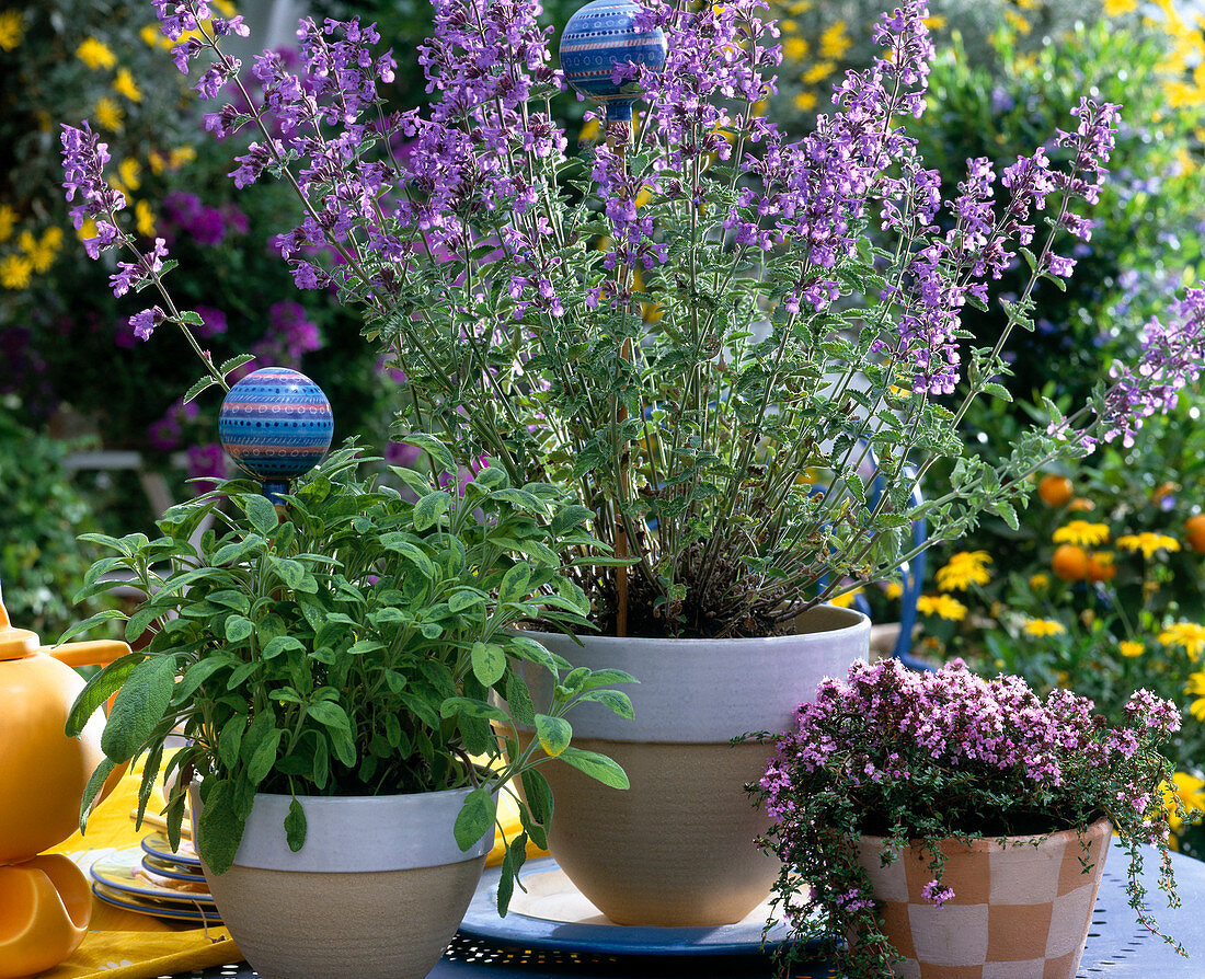 Nepeta hybrid 'Sixhill Giant' (Catnip)